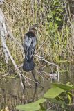 Anhinga, Anhinga anhinga