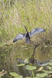 Anhinga, Anhinga anhinga