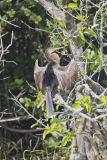 Anhinga, Anhinga anhinga