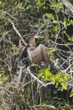 Anhinga, Anhinga anhinga