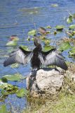 Anhinga, Anhinga anhinga