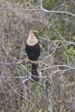 Anhinga, Anhinga anhinga