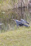 Anhinga, Anhinga anhinga