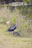 Anhinga, Anhinga anhinga