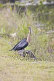 Anhinga, Anhinga anhinga