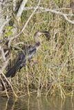 Anhinga, Anhinga anhinga