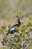 Anhinga, Anhinga anhinga
