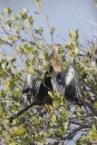 Anhinga, Anhinga anhinga