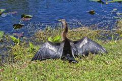 Anhinga, Anhinga anhinga