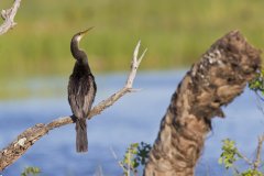 Anhinga, Anhinga anhinga
