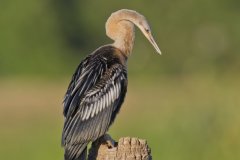 Anhinga, Anhinga anhinga