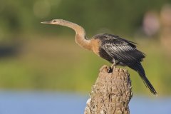 Anhinga, Anhinga anhinga