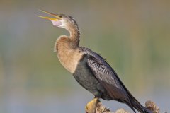 Anhinga, Anhinga anhinga