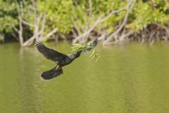 Anhinga, Anhinga anhinga