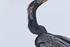 Anhinga, Anhinga anhinga