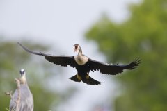 Anhinga, Anhinga anhinga