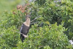 Anhinga, Anhinga anhinga Anhinga, Anhinga anhinga