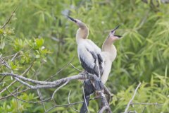 Anhinga, Anhinga anhinga