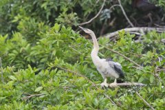 Anhinga, Anhinga anhinga