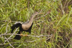 Anhinga, Anhinga anhinga Anhinga, Anhinga anhinga