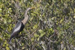 Anhinga, Anhinga anhinga Anhinga, Anhinga anhinga