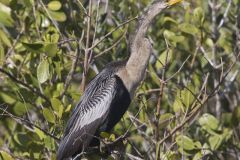 Anhinga, Anhinga anhinga