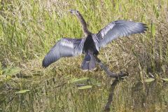 Anhinga, Anhinga anhinga Anhinga, Anhinga anhinga