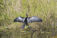Anhinga, Anhinga anhinga Anhinga, Anhinga anhinga