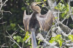 Anhinga, Anhinga anhinga Anhinga, Anhinga anhinga