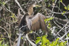 Anhinga, Anhinga anhinga