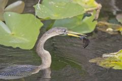 Anhinga, Anhinga anhinga Anhinga, Anhinga anhinga