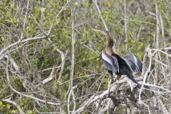Anhinga, Anhinga anhinga Anhinga, Anhinga anhinga