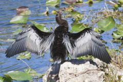 Anhinga, Anhinga anhinga Anhinga, Anhinga anhinga