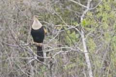 Anhinga, Anhinga anhinga Anhinga, Anhinga anhinga