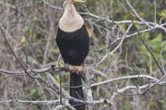 Anhinga, Anhinga anhinga Anhinga, Anhinga anhinga