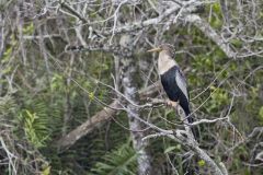Anhinga, Anhinga anhinga Anhinga, Anhinga anhinga