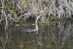 Anhinga, Anhinga anhinga Anhinga, Anhinga anhinga