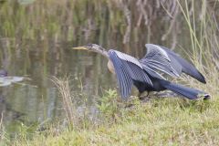 Anhinga, Anhinga anhinga Anhinga, Anhinga anhinga