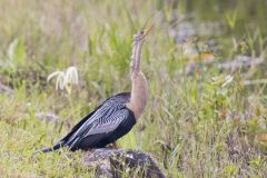 Anhinga, Anhinga anhinga Anhinga, Anhinga anhinga