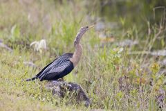 Anhinga, Anhinga anhinga Anhinga, Anhinga anhinga