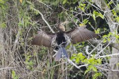 Anhinga, Anhinga anhinga Anhinga, Anhinga anhinga