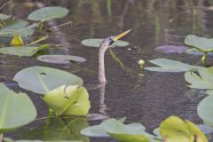Anhinga, Anhinga anhinga Anhinga, Anhinga anhinga