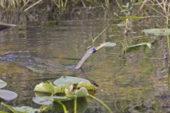 Anhinga, Anhinga anhinga Anhinga, Anhinga anhinga