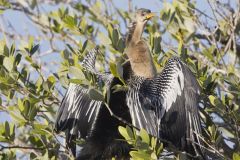 Anhinga, Anhinga anhinga