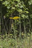 Anisescented Goldenrod, Solidago odora