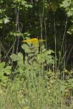 Anisescented Goldenrod, Solidago odora