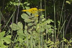 Anisescented Goldenrod