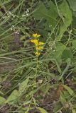 Anisescented Goldenrod, Solidago odora