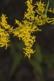 Anisescented Goldenrod, Solidago odora