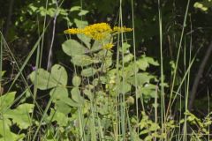 Anisescented Goldenrod, Solidago odora
